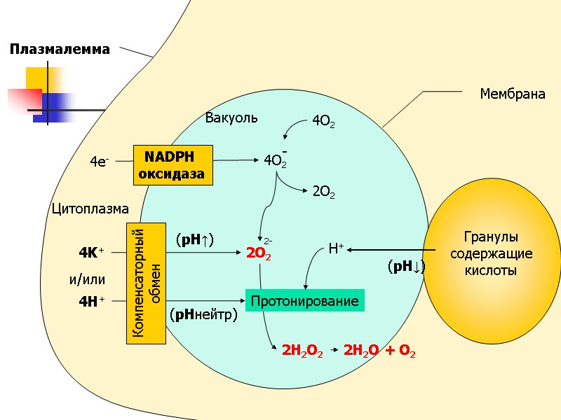 4O2 2O2 H+ 2H2O2 2H2O + O2 (pH↓) Цитоплазма 4e- Вакуоль 4K+ и/или 4H+